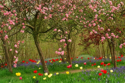 plum trees and tulips